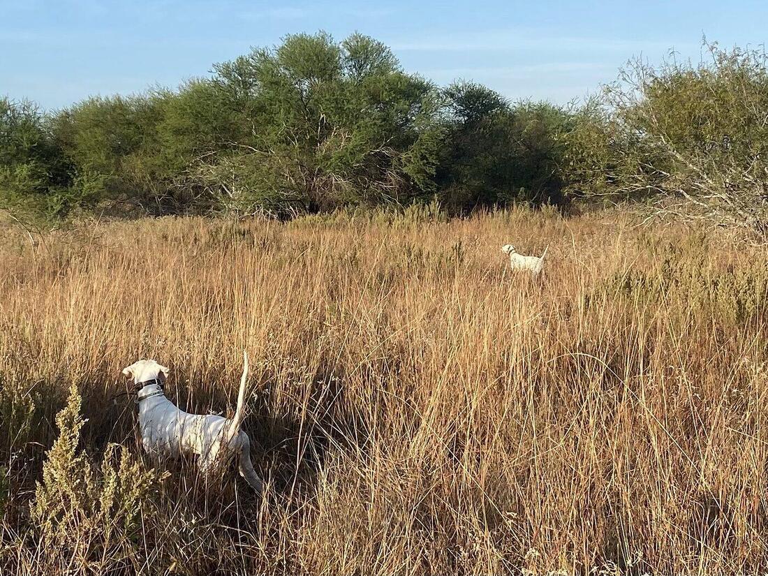 Two pointers in tall Texas prairie, one standing on birds and one honoring at distance.