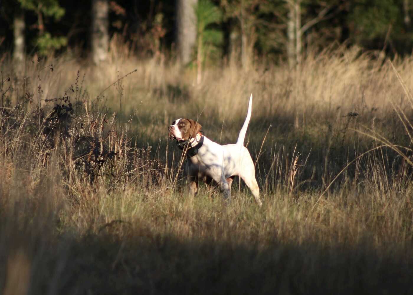 A pointer locked on point in tall backlit grass at low sun.
