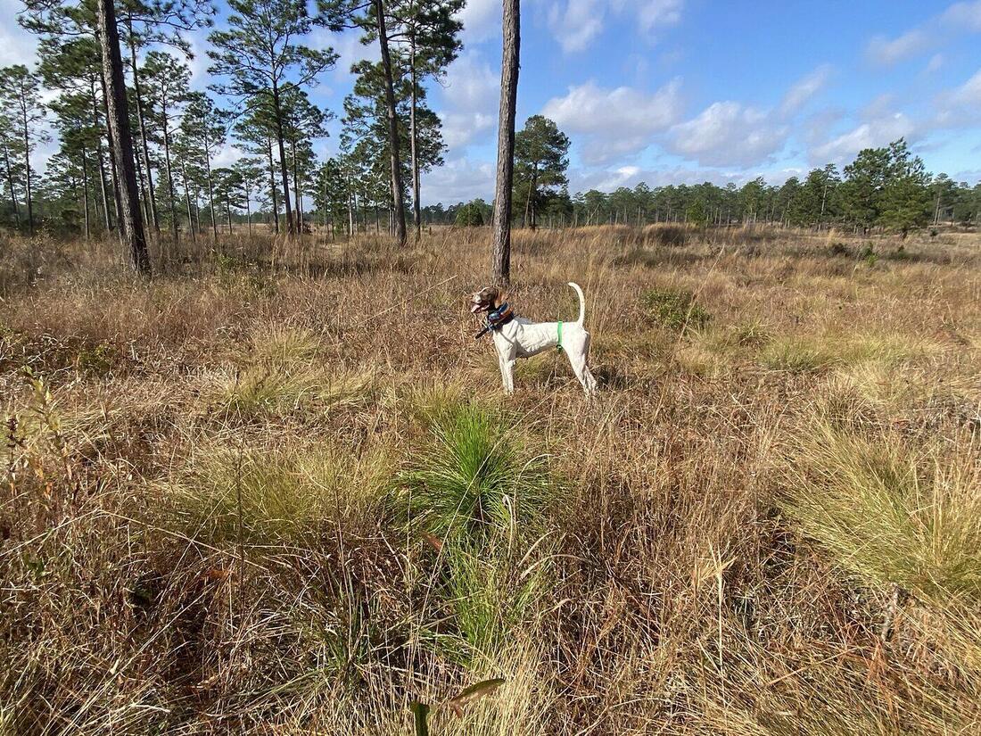 A pointer standing tall on point in a burned longleaf pine stand under blue sky.