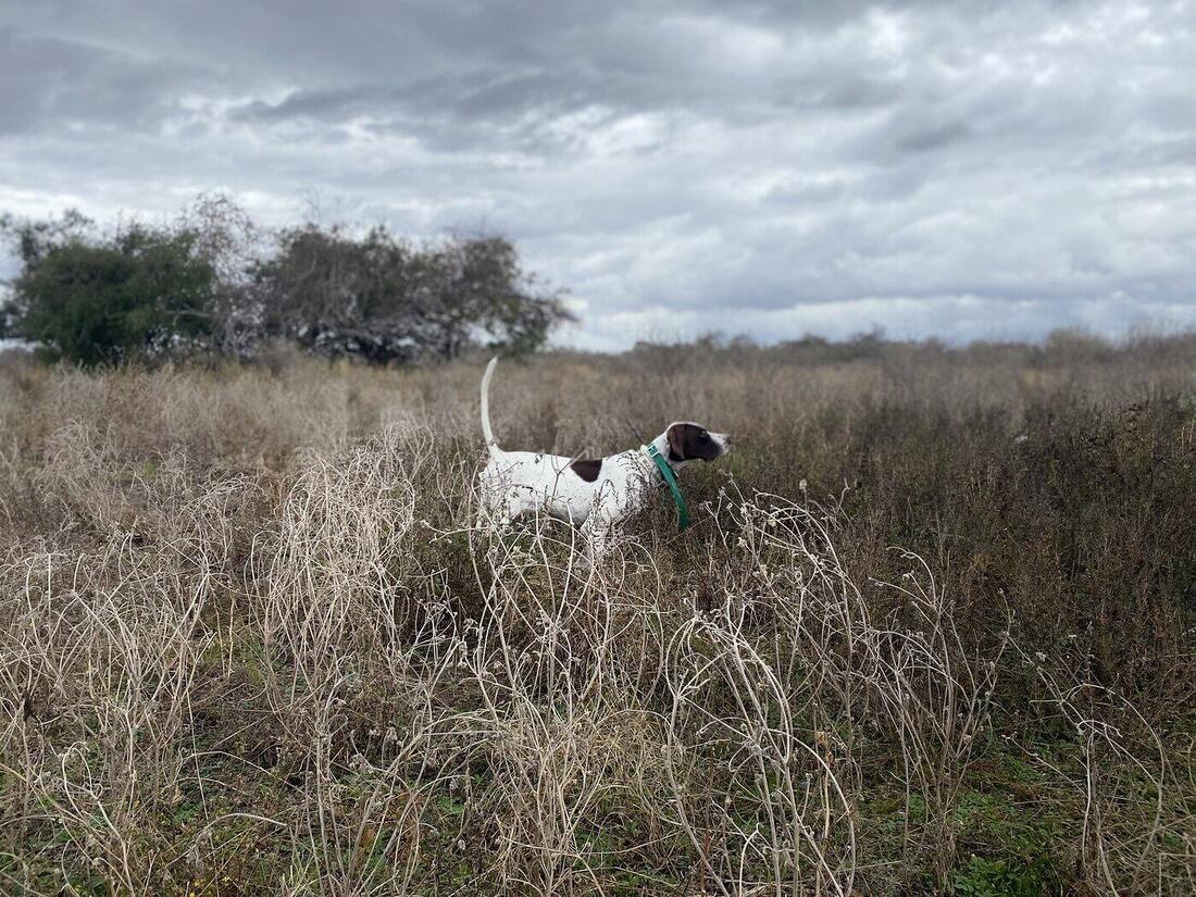 A pointer holding, locked in.